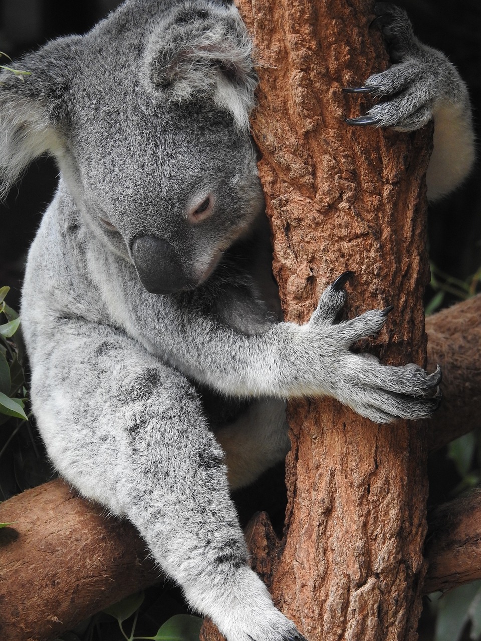 AUS koala