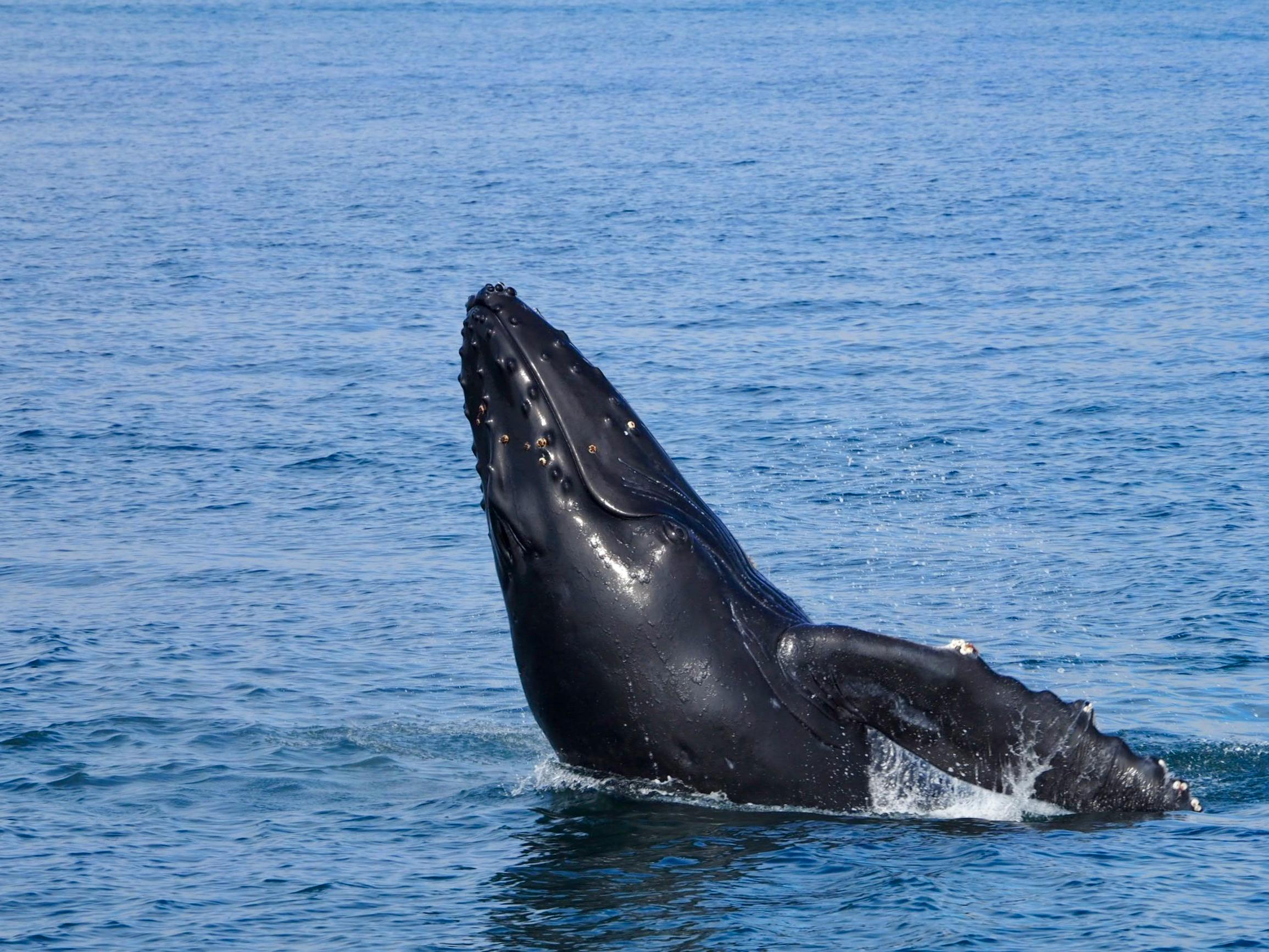 Alaska orca