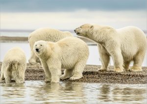 Alaska polar bears