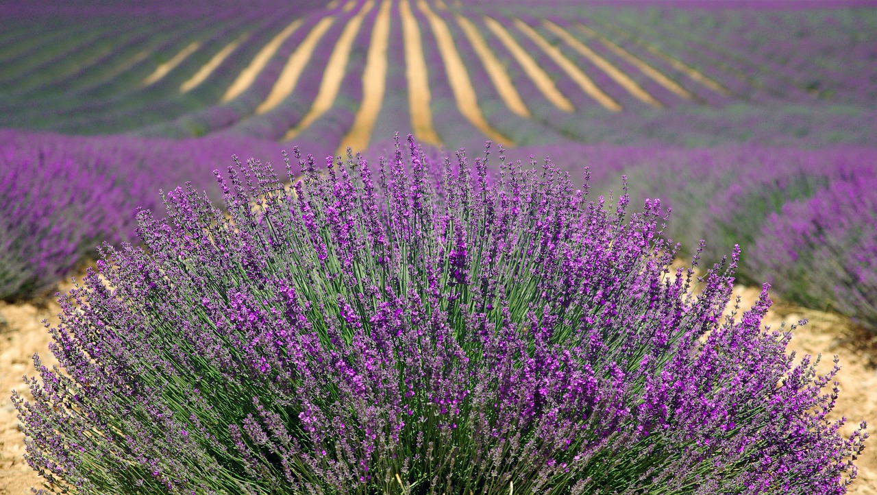 France lavender image