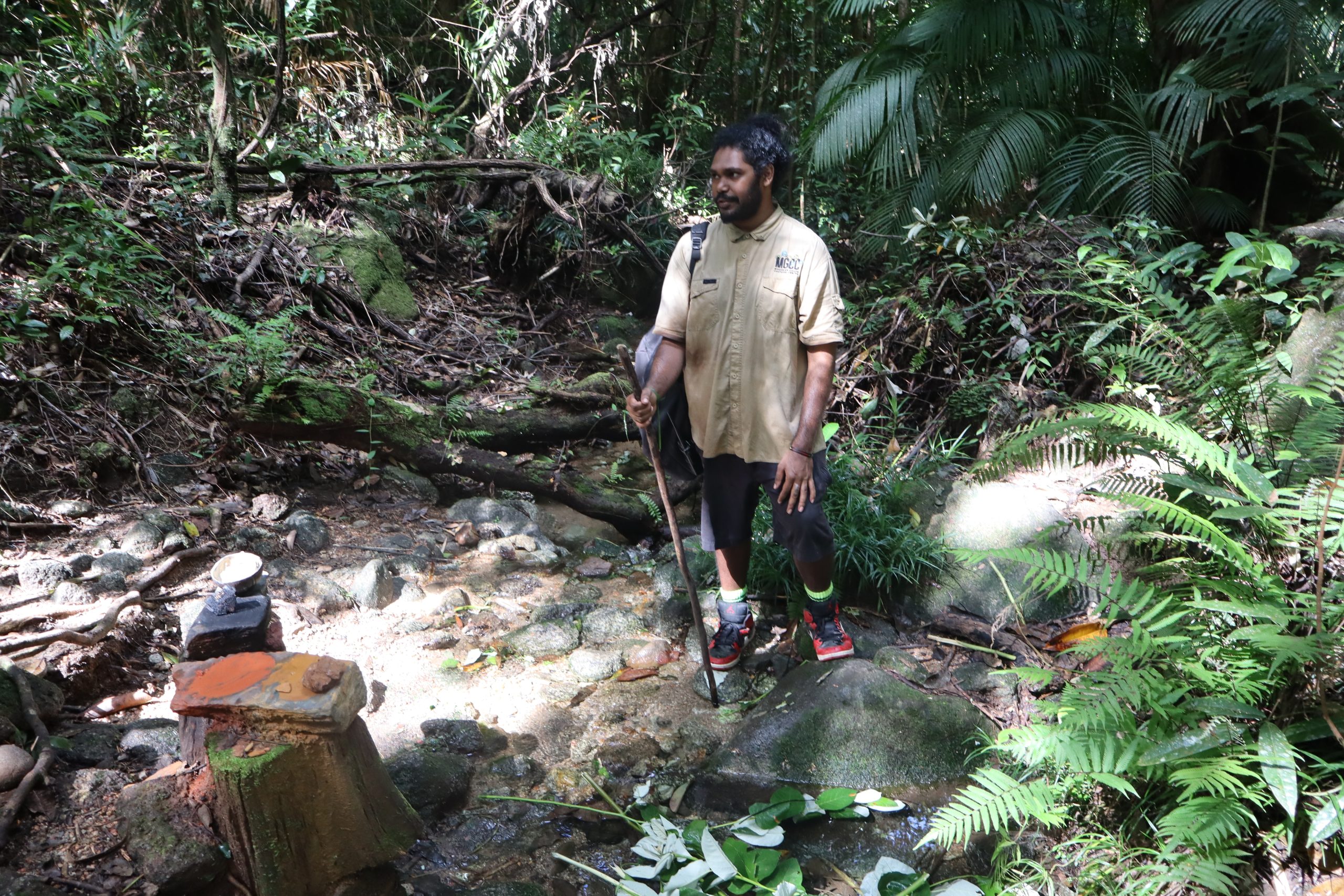 AUS Daintree Rainforest