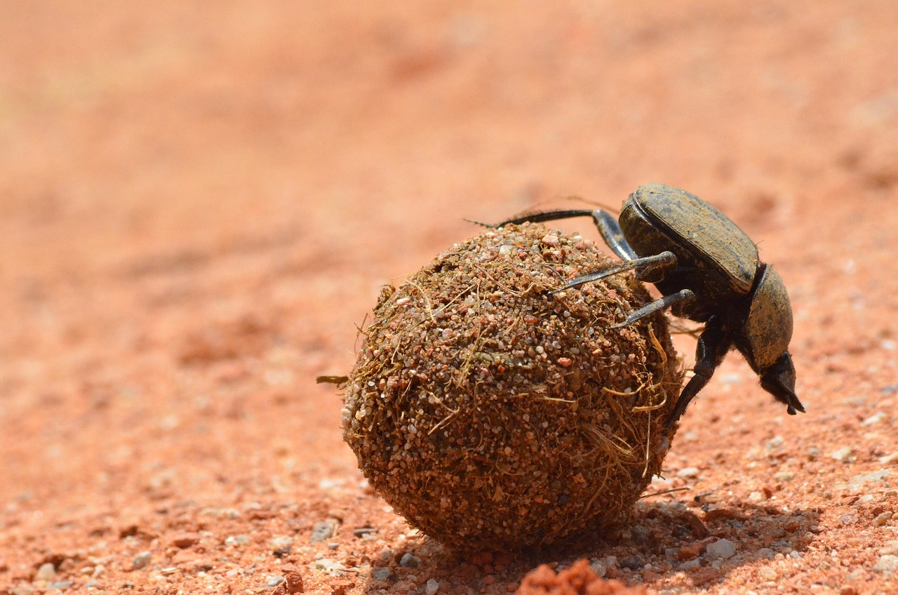 dung beetle, Africa