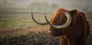 Highland Cow